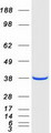 NAPG Protein - Purified recombinant protein NAPG was analyzed by SDS-PAGE gel and Coomassie Blue Staining