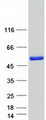 NARF Protein - Purified recombinant protein NARF was analyzed by SDS-PAGE gel and Coomassie Blue Staining
