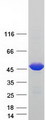 NARF Protein - Purified recombinant protein NARF was analyzed by SDS-PAGE gel and Coomassie Blue Staining