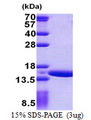 NATD1 / C17orf103 Protein