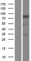 NBPF4 Protein - Western validation with an anti-DDK antibody * L: Control HEK293 lysate R: Over-expression lysate