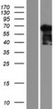 NCAPH2 / CAP-H2 Protein - Western validation with an anti-DDK antibody * L: Control HEK293 lysate R: Over-expression lysate