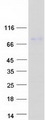 NCKAP5 Protein - Purified recombinant protein NCKAP5 was analyzed by SDS-PAGE gel and Coomassie Blue Staining