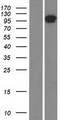 NCOA7 Protein - Western validation with an anti-DDK antibody * L: Control HEK293 lysate R: Over-expression lysate