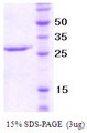 NCR1 / NKP46 Protein