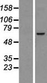 NDC1 / TMEM48 Protein - Western validation with an anti-DDK antibody * L: Control HEK293 lysate R: Over-expression lysate