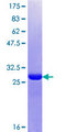 NDNL2 Protein - 12.5% SDS-PAGE Stained with Coomassie Blue.