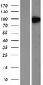 NDST2 Protein - Western validation with an anti-DDK antibody * L: Control HEK293 lysate R: Over-expression lysate