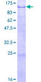 NDST4 Protein - 12.5% SDS-PAGE of human NDST4 stained with Coomassie Blue