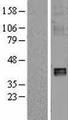 NDUFA10 Protein - Western validation with an anti-DDK antibody * L: Control HEK293 lysate R: Over-expression lysate