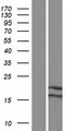 NDUFA6 Protein - Western validation with an anti-DDK antibody * L: Control HEK293 lysate R: Over-expression lysate