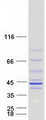 NDUFAF1 / CIA30 Protein - Purified recombinant protein NDUFAF1 was analyzed by SDS-PAGE gel and Coomassie Blue Staining