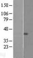 NDUFB1 / MNLL Protein - Western validation with an anti-DDK antibody * L: Control HEK293 lysate R: Over-expression lysate