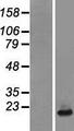NDUFB6 Protein - Western validation with an anti-DDK antibody * L: Control HEK293 lysate R: Over-expression lysate