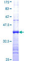 NDUFS3 Protein - 12.5% SDS-PAGE Stained with Coomassie Blue.