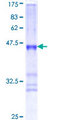 NDUFS4 Protein - 12.5% SDS-PAGE Stained with Coomassie Blue.