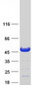 NECAB1 Protein - Purified recombinant protein NECAB1 was analyzed by SDS-PAGE gel and Coomassie Blue Staining