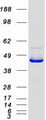 NECAB3 Protein - Purified recombinant protein NECAB3 was analyzed by SDS-PAGE gel and Coomassie Blue Staining