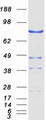 NEK11 Protein - Purified recombinant protein NEK11 was analyzed by SDS-PAGE gel and Coomassie Blue Staining