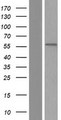 NEK3 Protein - Western validation with an anti-DDK antibody * L: Control HEK293 lysate R: Over-expression lysate