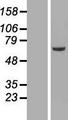 NEK3 Protein - Western validation with an anti-DDK antibody * L: Control HEK293 lysate R: Over-expression lysate