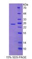 Neurotrypsin Protein - Recombinant Protease, Serine 12 By SDS-PAGE