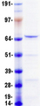 NF-L / NEFL Protein - Purified recombinant protein NEFL was analyzed by SDS-PAGE gel and Coomassie Blue Staining
