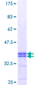 NFAM1 Protein - 12.5% SDS-PAGE Stained with Coomassie Blue.