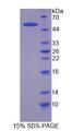 NFE2L2 / NRF2 Protein - Recombinant Nuclear Factor, Erythroid Derived 2 Like Protein 2 (NFE2L2) by SDS-PAGE