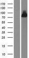 NGEF / EPHEXIN Protein - Western validation with an anti-DDK antibody * L: Control HEK293 lysate R: Over-expression lysate