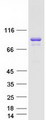 NGEF / EPHEXIN Protein - Purified recombinant protein NGEF was analyzed by SDS-PAGE gel and Coomassie Blue Staining