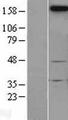 NGN / Neogenin Protein - Western validation with an anti-DDK antibody * L: Control HEK293 lysate R: Over-expression lysate
