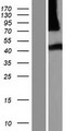 NHLRC3 Protein - Western validation with an anti-DDK antibody * L: Control HEK293 lysate R: Over-expression lysate