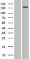 NID2 / Nidogen-2 Protein - Western validation with an anti-DDK antibody * L: Control HEK293 lysate R: Over-expression lysate