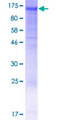 NID2 / Nidogen-2 Protein - 12.5% SDS-PAGE of human NID2 stained with Coomassie Blue