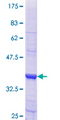 NID2 / Nidogen-2 Protein - 12.5% SDS-PAGE Stained with Coomassie Blue.