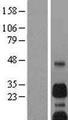 NIP3 / BNIP3 Protein - Western validation with an anti-DDK antibody * L: Control HEK293 lysate R: Over-expression lysate