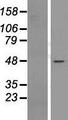 NIP45 / NFATC2IP Protein - Western validation with an anti-DDK antibody * L: Control HEK293 lysate R: Over-expression lysate