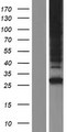 NIPA1 Protein - Western validation with an anti-DDK antibody * L: Control HEK293 lysate R: Over-expression lysate