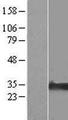 NIPA2 Protein - Western validation with an anti-DDK antibody * L: Control HEK293 lysate R: Over-expression lysate