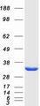 NIT2 Protein - Purified recombinant protein NIT2 was analyzed by SDS-PAGE gel and Coomassie Blue Staining