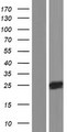 NKAIN2 Protein - Western validation with an anti-DDK antibody * L: Control HEK293 lysate R: Over-expression lysate
