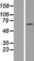 NKPD1 Protein - Western validation with an anti-DDK antibody * L: Control HEK293 lysate R: Over-expression lysate
