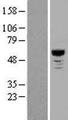 NLK Protein - Western validation with an anti-DDK antibody * L: Control HEK293 lysate R: Over-expression lysate