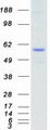NLK Protein - Purified recombinant protein NLK was analyzed by SDS-PAGE gel and Coomassie Blue Staining