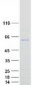 NMD3 Protein - Purified recombinant protein NMD3 was analyzed by SDS-PAGE gel and Coomassie Blue Staining