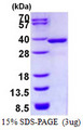 NMRAL1 / HSCARG Protein