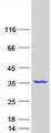 NMRAL1 / HSCARG Protein - Purified recombinant protein NMRAL1 was analyzed by SDS-PAGE gel and Coomassie Blue Staining