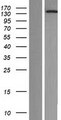 NOL8 Protein - Western validation with an anti-DDK antibody * L: Control HEK293 lysate R: Over-expression lysate