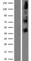 NOMO1 / PM5 Protein - Western validation with an anti-DDK antibody * L: Control HEK293 lysate R: Over-expression lysate